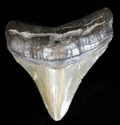 Juvenile Megalodon Tooth - South Carolina #39948